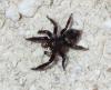 Pseudeuophrys sp.